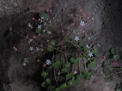 Crassula dentata