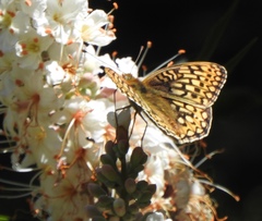 Speyeria callippe comstocki