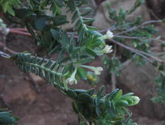 Gnidia sericea