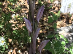 Limodorum trabutianum