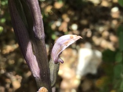 Limodorum trabutianum