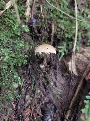 Fungi