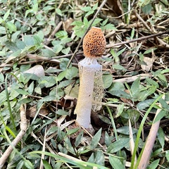 Phallus indusiatus