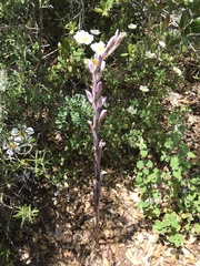 Limodorum trabutianum