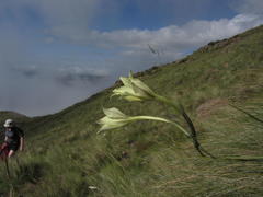 Gladiolus longicollis longicollis