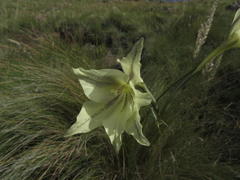 Gladiolus longicollis longicollis