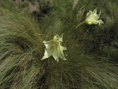Gladiolus longicollis longicollis