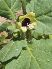 Hyoscyamus albus