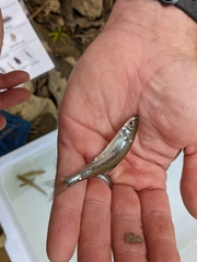 Cyprinella spiloptera