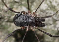 Protolophus tuberculatus