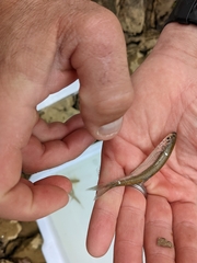 Cyprinella spiloptera