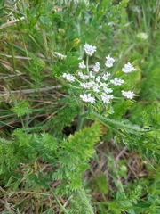 Daucus muricatus