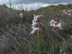 Disa crassicornis