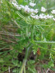 Daucus muricatus