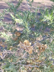 Atriplex canescens