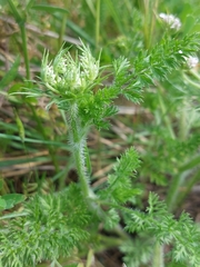 Daucus muricatus