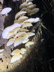 Favolaschia manipularis