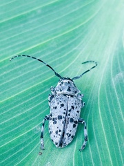 Frea maculicornis