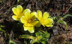 Moraea luteoalba