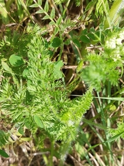 Daucus muricatus