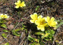 Moraea luteoalba