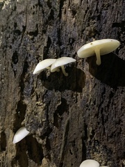 Favolaschia manipularis
