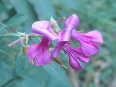 Indigofera filifolia
