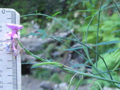 Indigofera filifolia