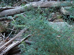 Indigofera filifolia