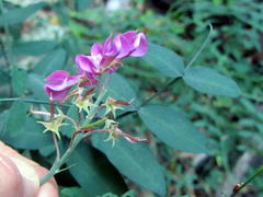 Indigofera filifolia