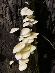 Favolaschia manipularis