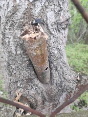 Eusphecia melanocephala