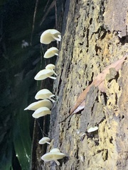 Favolaschia manipularis