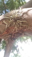 Tillandsia capillaris