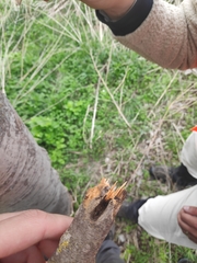 Eusphecia melanocephala