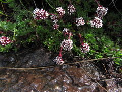 Crassula setulosa setulosa