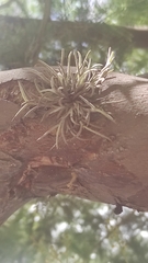Tillandsia capillaris