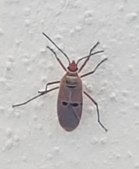 Dysdercus bimaculatus