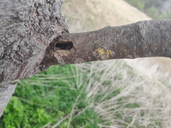 Eusphecia melanocephala