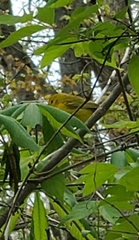 Protonotaria citrea