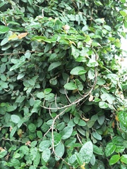 Ficus pumila