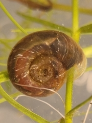 Planorbis planorbis