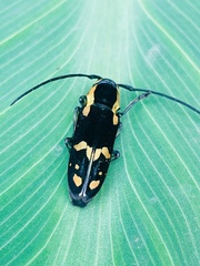 Tragocephala castelnaudii