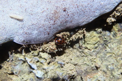 Cyllodes