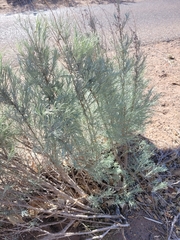 Artemisia filifolia
