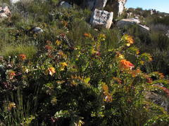 Leucadendron cordatum