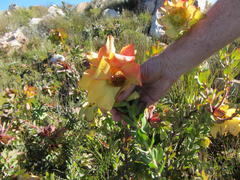 Leucadendron cordatum