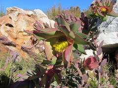 Leucadendron cordatum