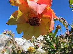 Leucadendron cordatum