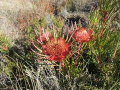 Protea canaliculata